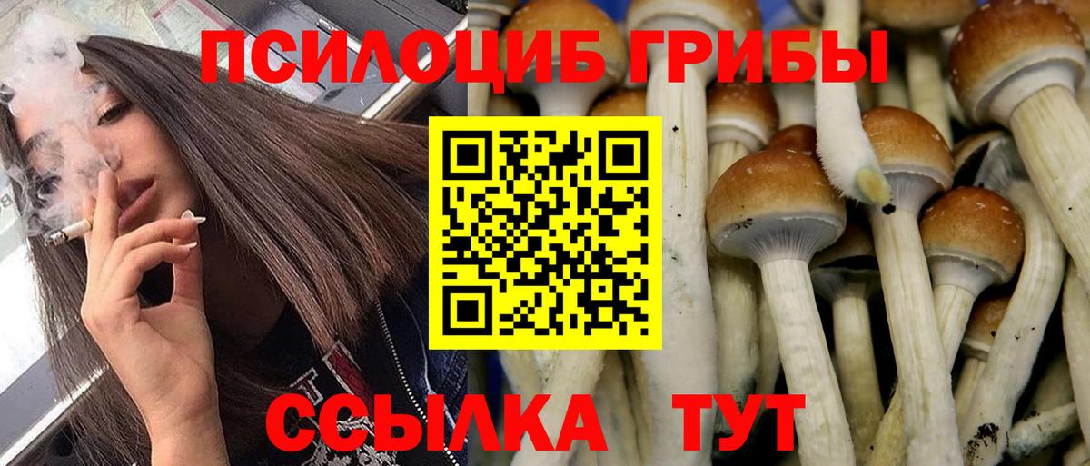 Галлюциногенные грибы Psilocybe  Вход с VPN  Елизово  Галлюциногенные грибы мицелий 